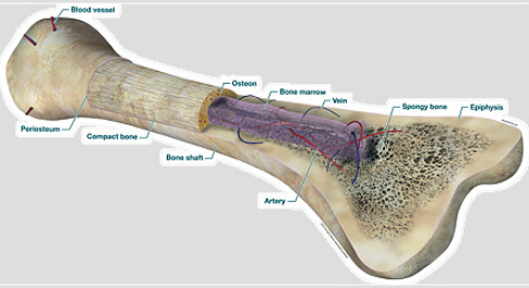 The Skeletal System - Human Anatomy